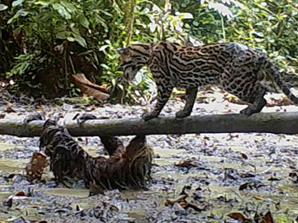 Эпичная схватка оцелота и ленивца попала на видео