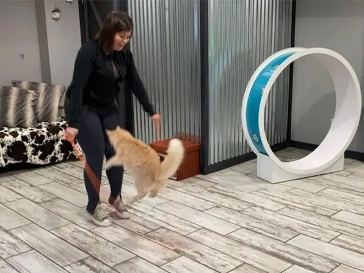 Кот побил мировой рекорд по прыжкам на скакалке