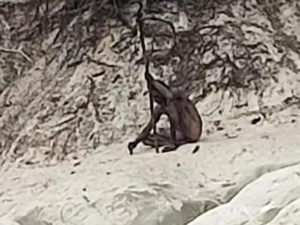 Человек-волк