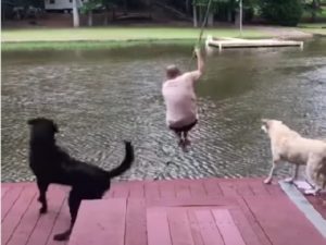 Собаки бросились спасать хозяина, резвившегося в воде