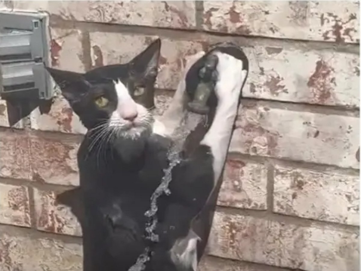 Кот завис у уличного крана