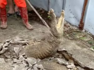 Крокодилы вырвались на волю из трещины в тротуаре