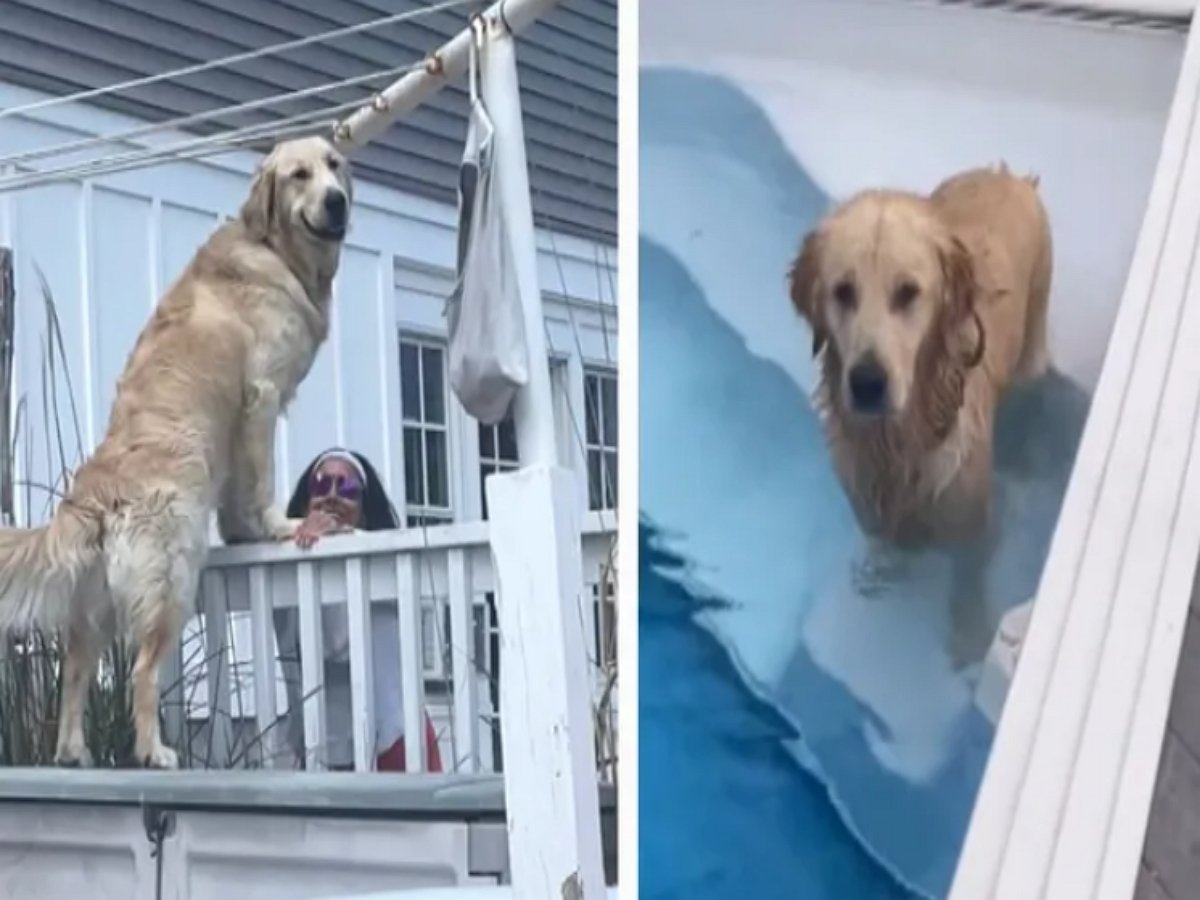 Собака обходит все преграды, чтобы искупаться в соседском бассейне