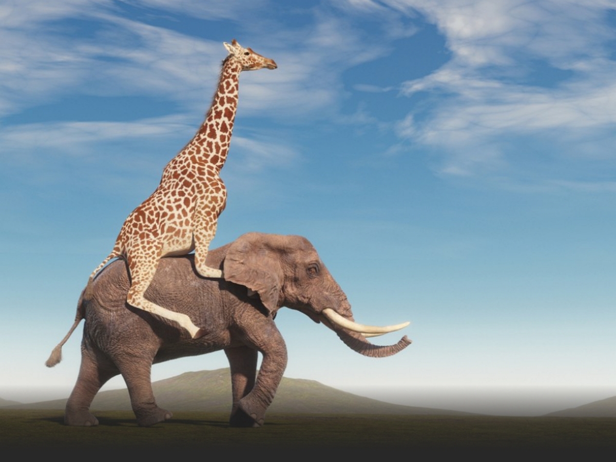Слон и жираф сбежали со съемок в Риме