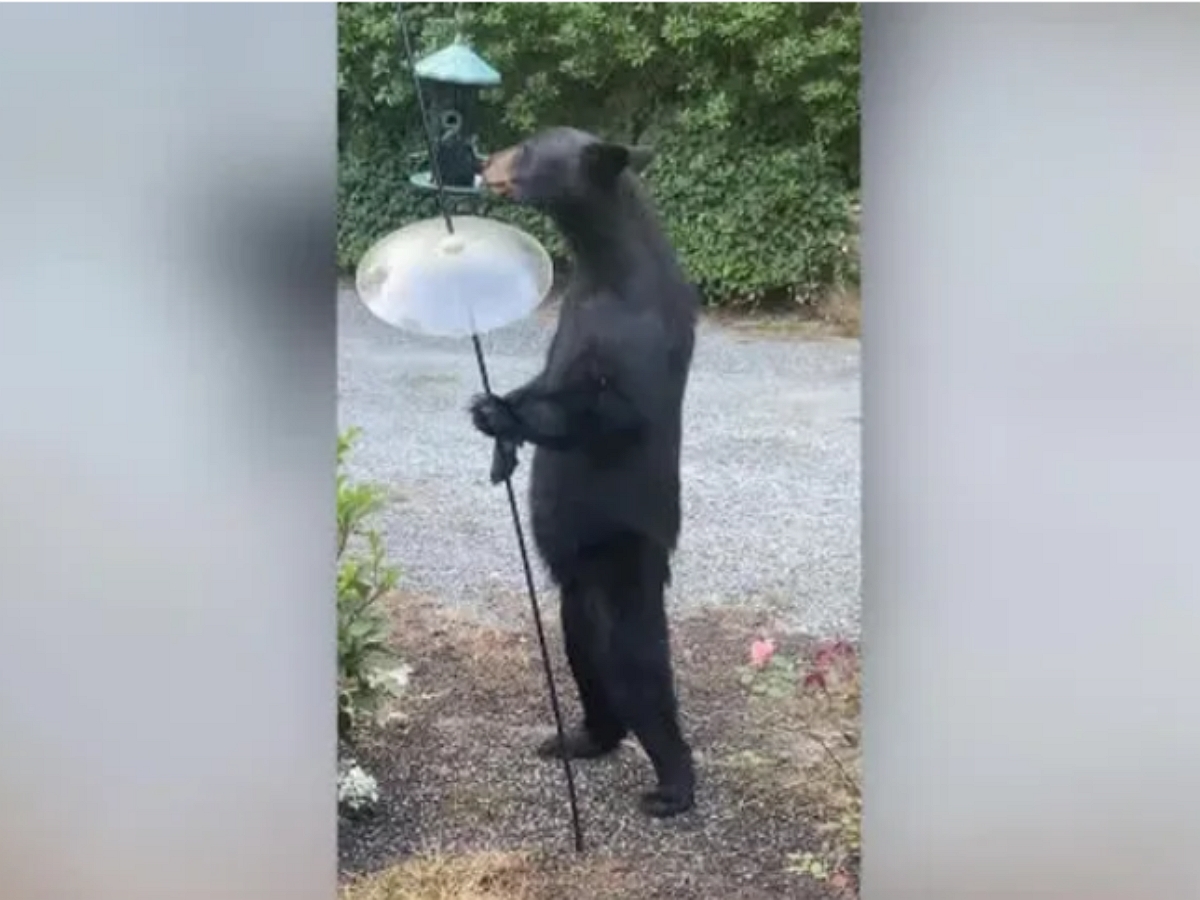«Человек-медведь» появился на заднем дворе частного дома