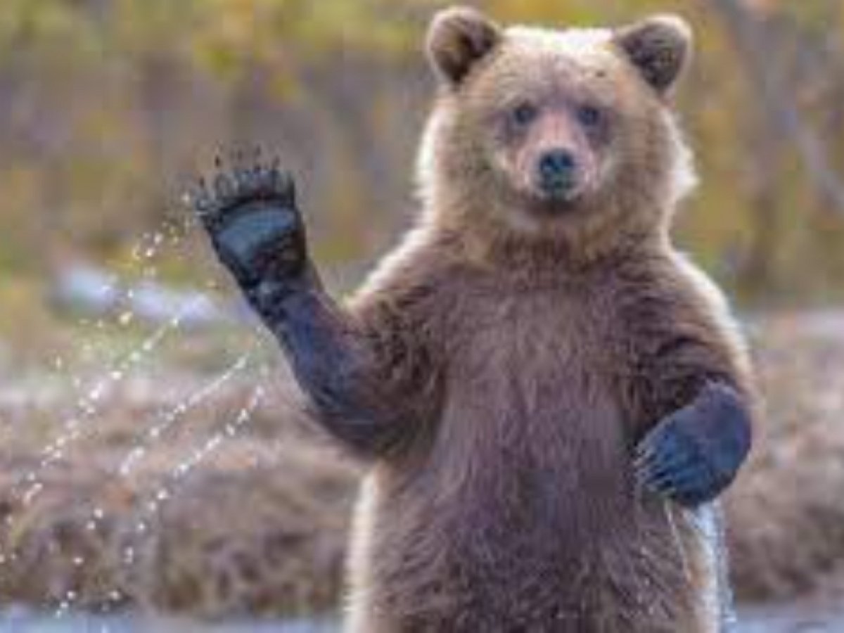 Старушка с песиком чудом спаслась от медведя в собственном дворе