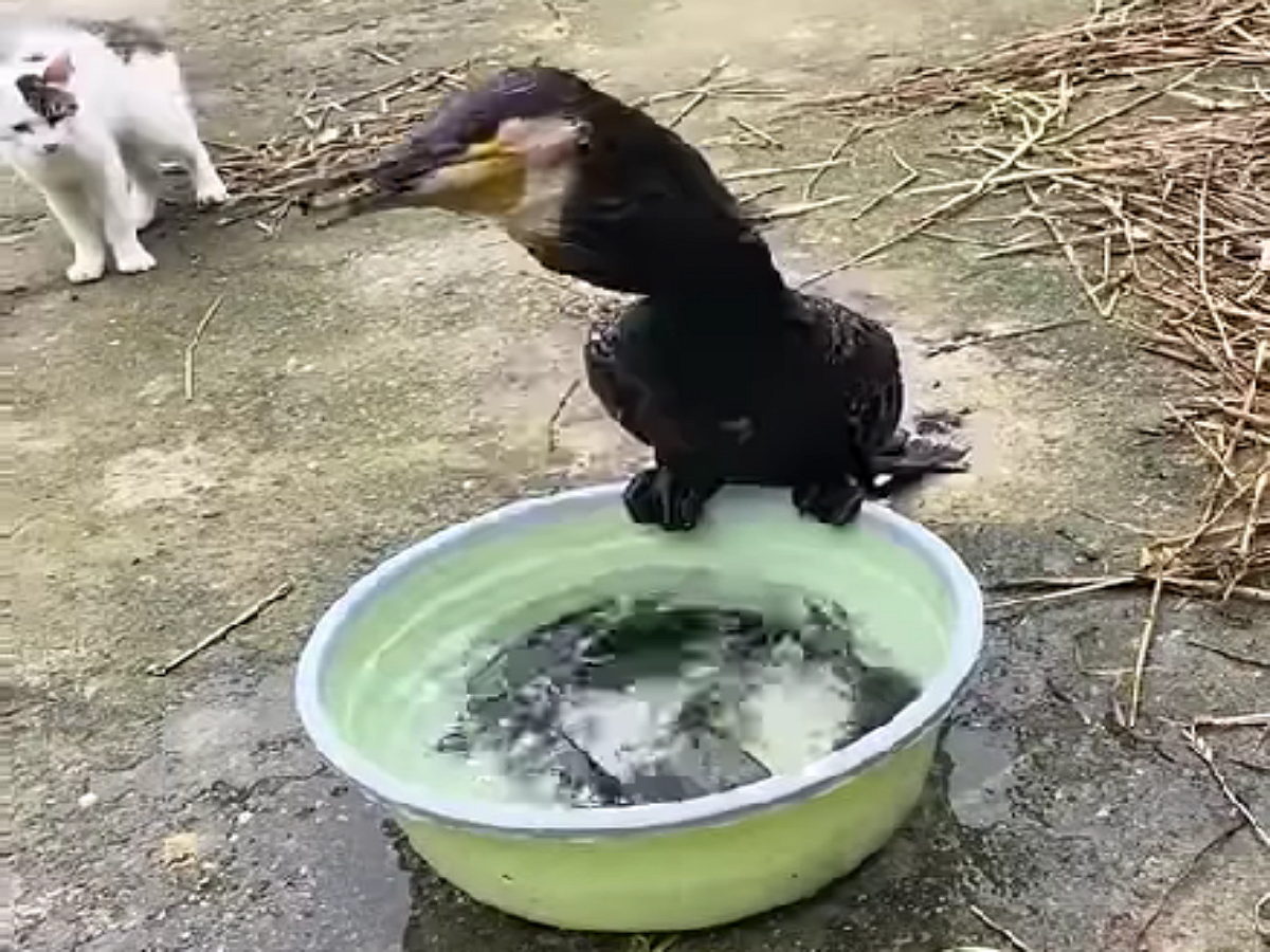 Наглый баклан оставил семью без обеда, проглотив немалый улов рыбы