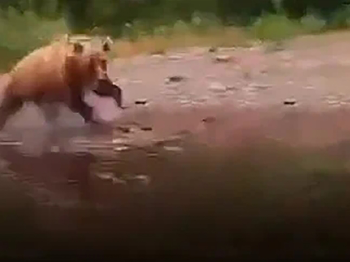 Медведица напала на лодку с туристами