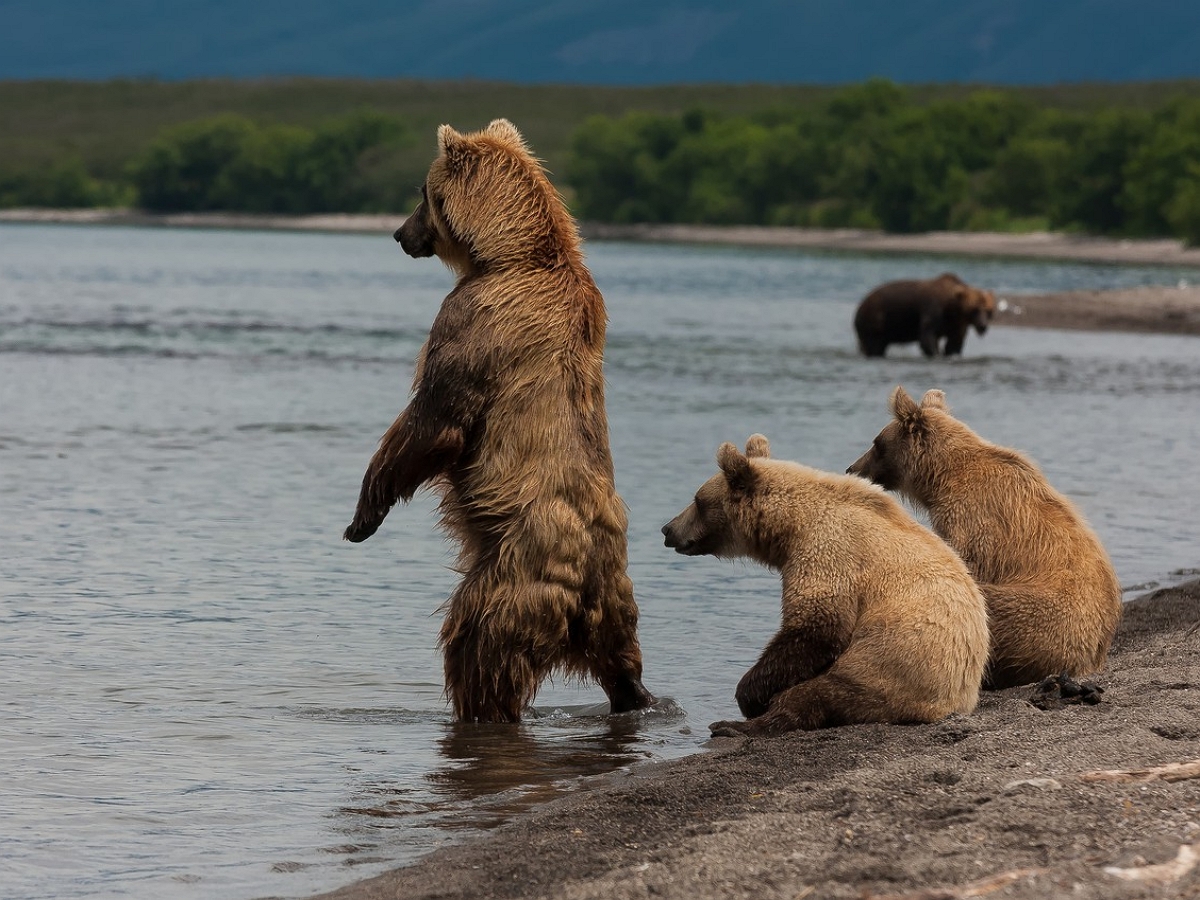 На Камчатке медведица захотела поближе познакомиться с туристами