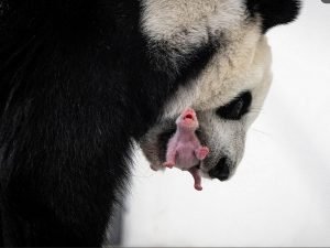 В России впервые появился на свет детёныш большой панды