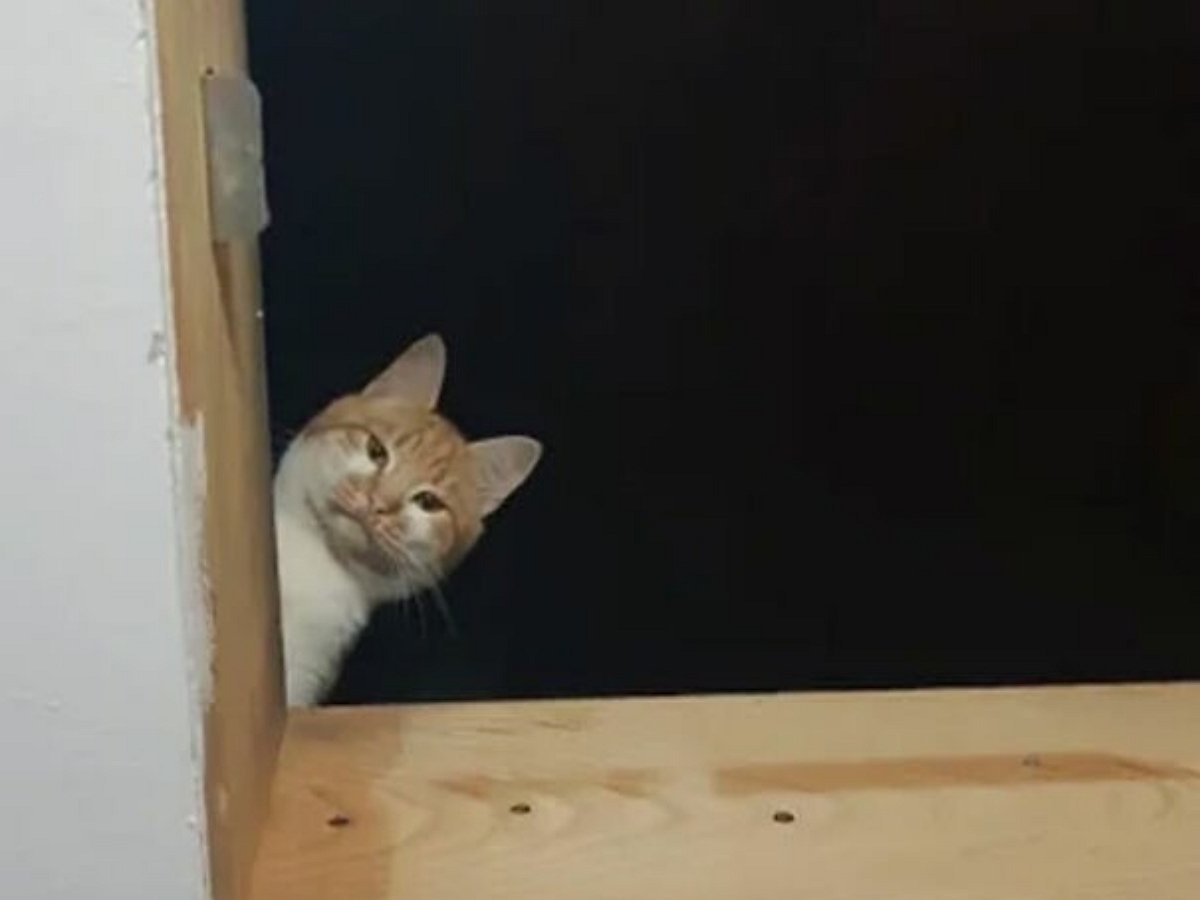 Кот ловко подставил собаку