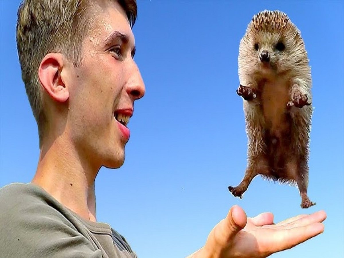 Лайфхак: как развернуть ежа