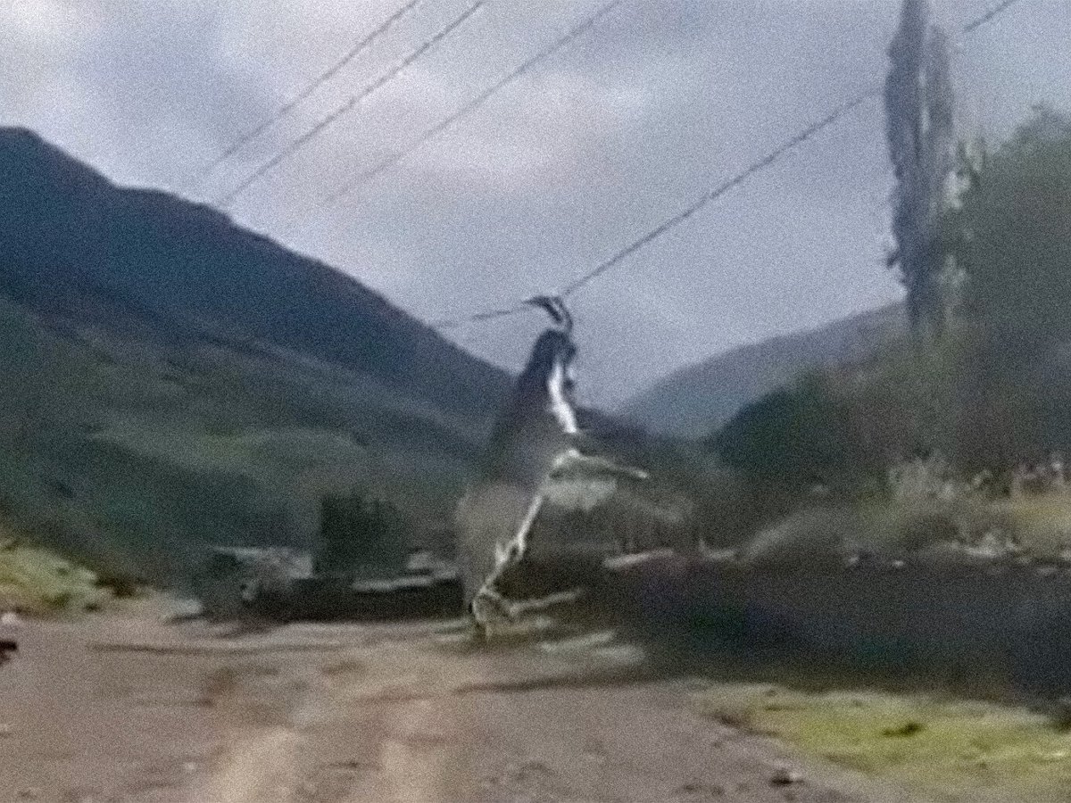Грустный козел меланхолично раскачивался над дорогой, зацепившись за провода