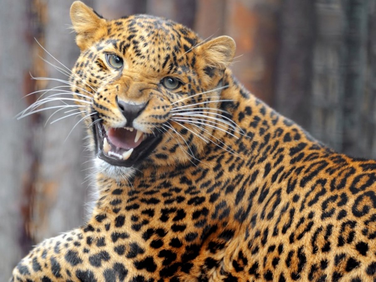 Леопард не смог одолеть жадность, погнавшись за двумя поросятами сразу