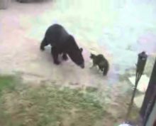 Кот защитил свой дом, прогнав медведя