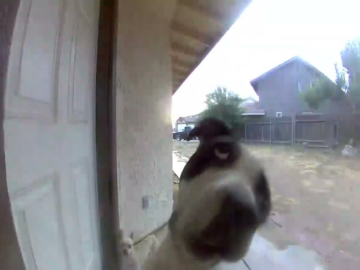 Собака привела заблудившегося пса домой и позвонила в дверь