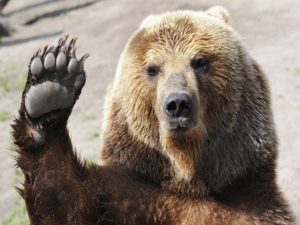 В Костроме медведь погнался за парнями прямо во дворе