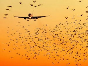 Самолет столкнулся с птицами