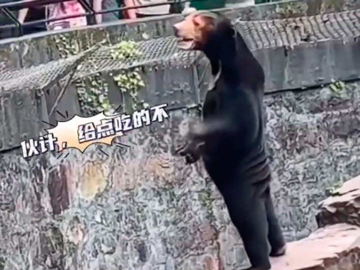 В Сети разгорелись споры: медведь из китайского зоопарка очень напоминает ряженого