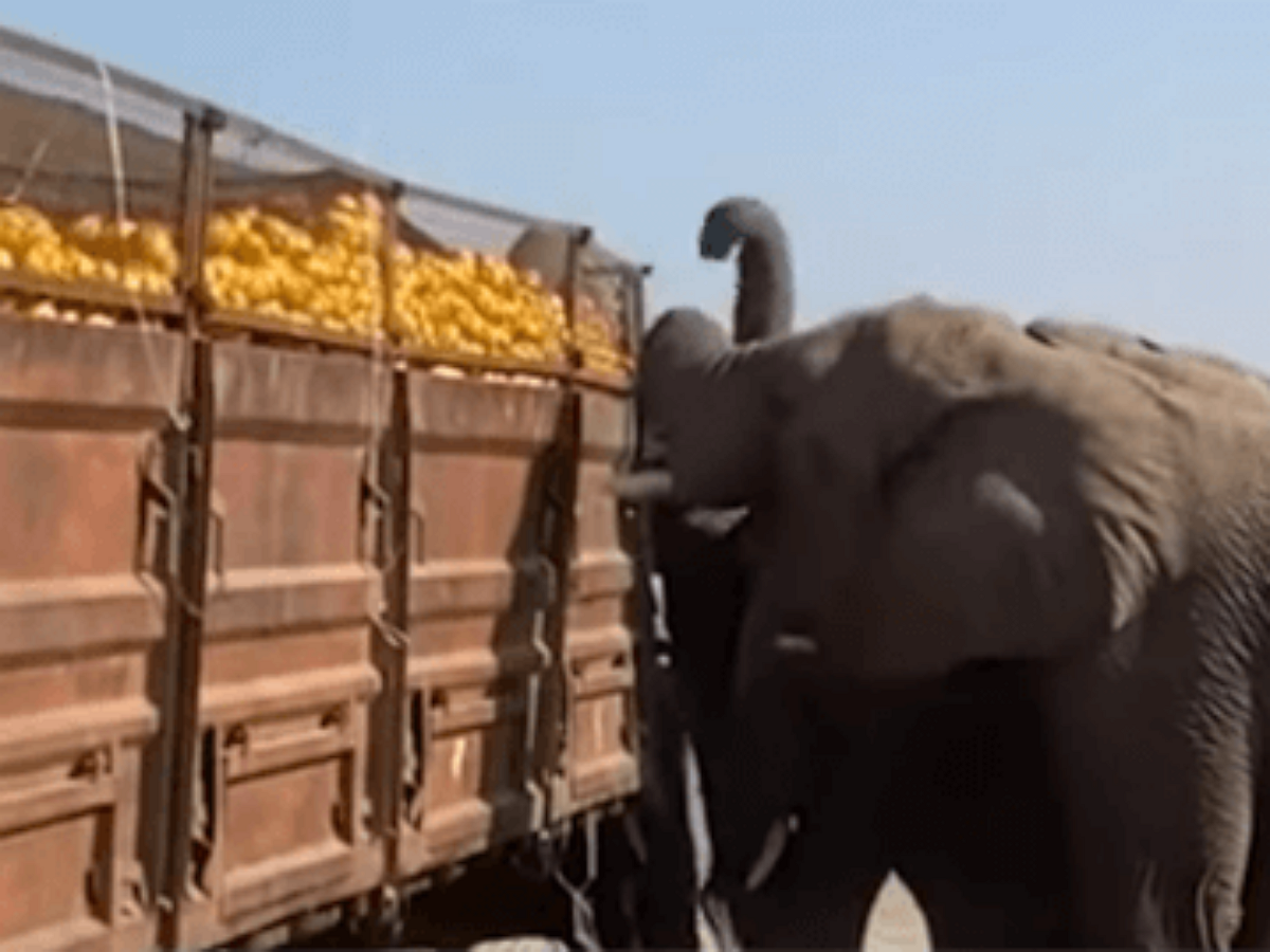 Слоны ограбили грузовик с апельсинами
