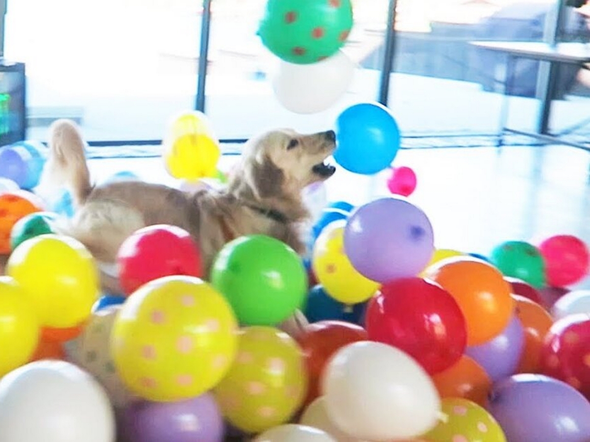 Уличный пес задорно играет с воздушным шариком