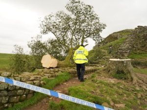В Британии 16-летний подросток спилил 300-летнее «дерево Робин Гуда»