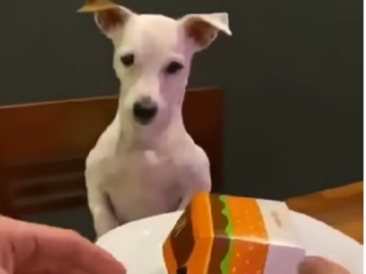 Хозяин собаки поплатился за неуместный розыгрыш