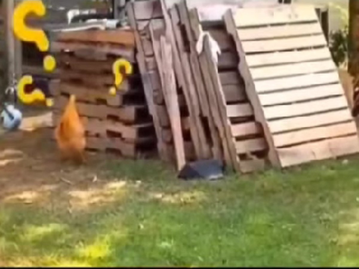 Видео с псом-пранкером завирусилось в Сети