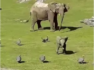 Маленький слоненок задорно играет с уточками
