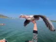 Туристы «подвезли» перелетную птицу