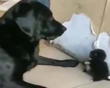 Крошечный щенок дал отпор матерому папаше