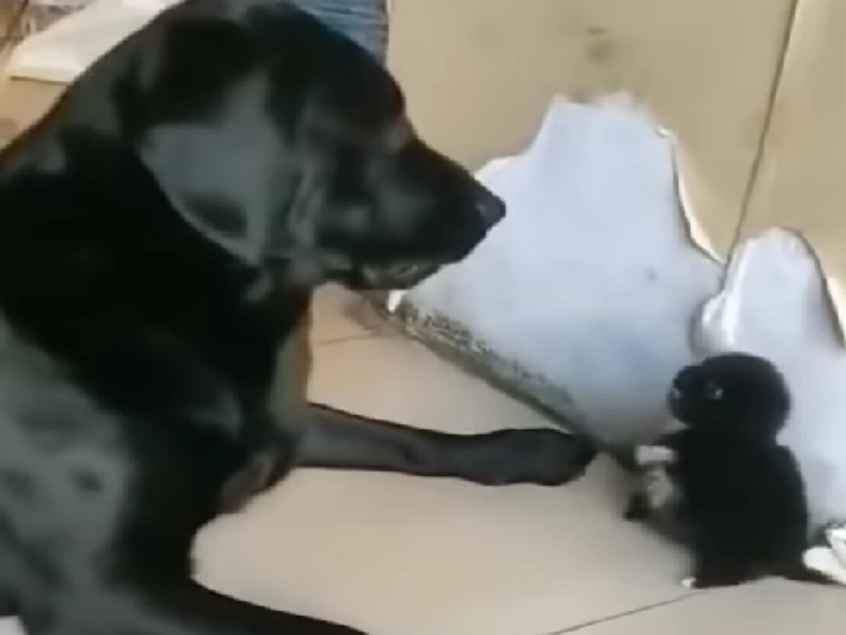 Крошечный щенок дал отпор матерому папаше