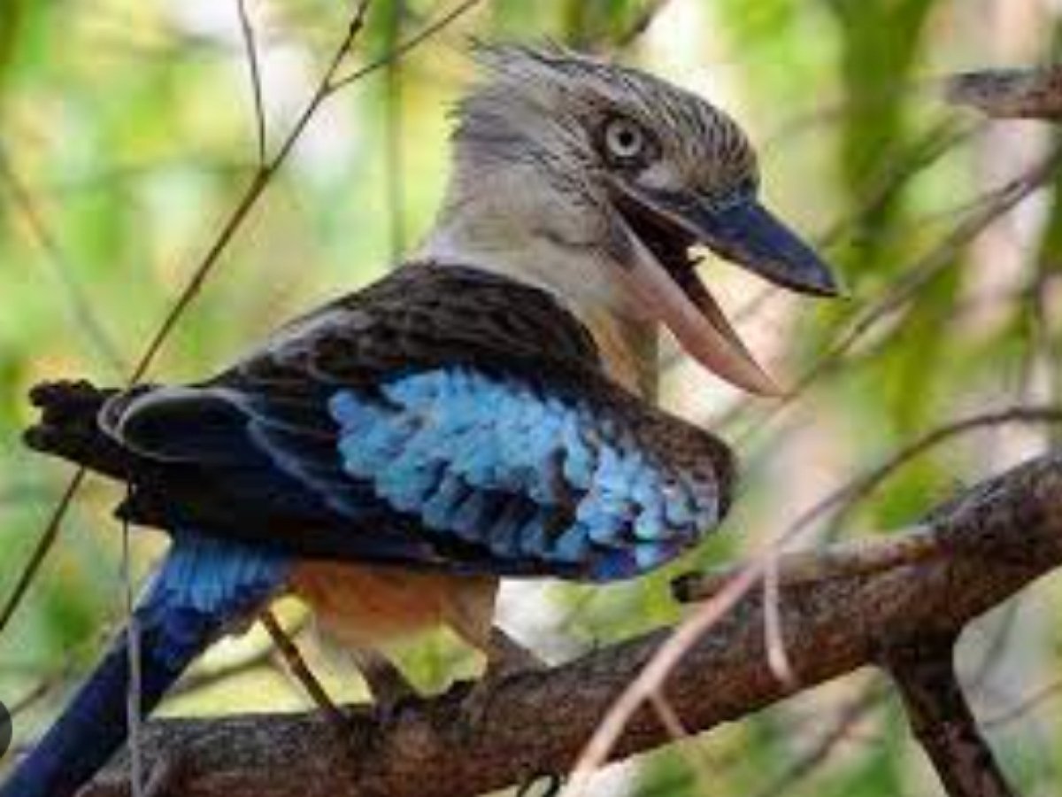 Дьявольский смех кукабарры в slow-mo заставляет сердце замереть от ужаса