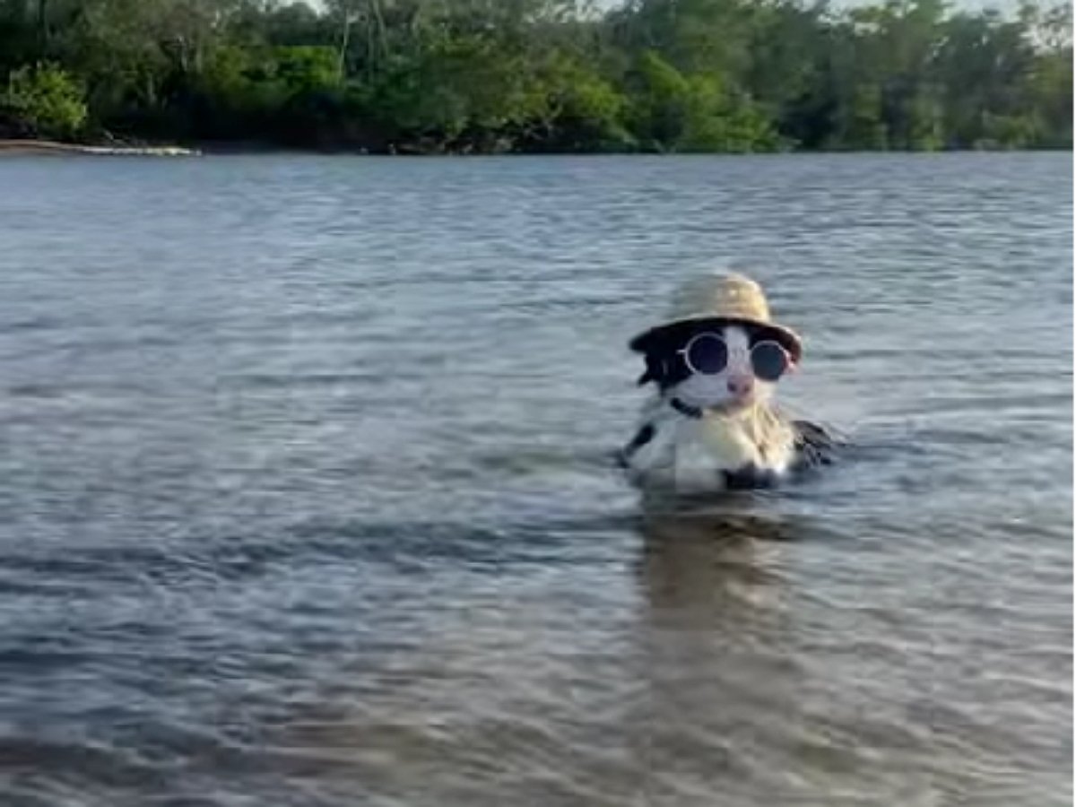 Кот в очках и шляпе совершил заплыв через озеро