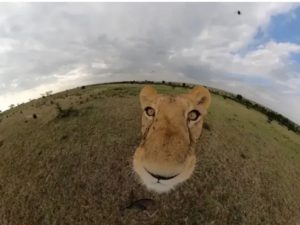 Львица похитила у фотографа камеру GoPro и сняла репортаж от первого лица