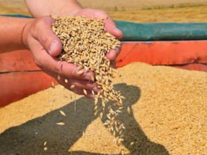 Зерновая сделка