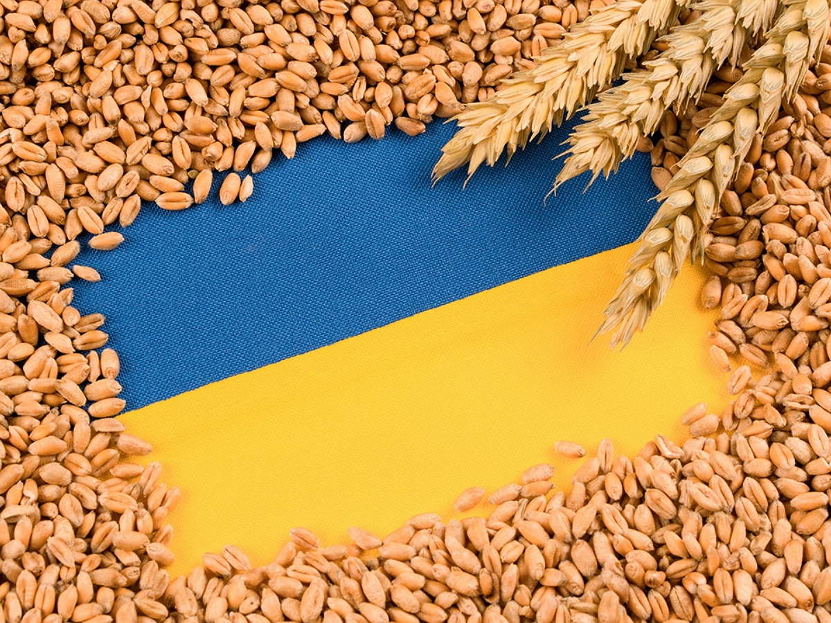 В ЕС недипломатично отреагировали на планы Киева судиться за зерно 