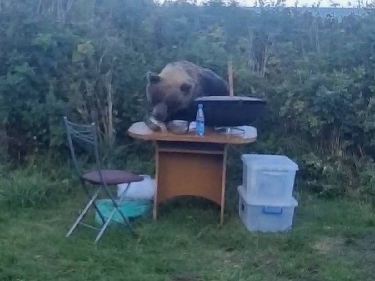 Медведь украл у туристов суп
