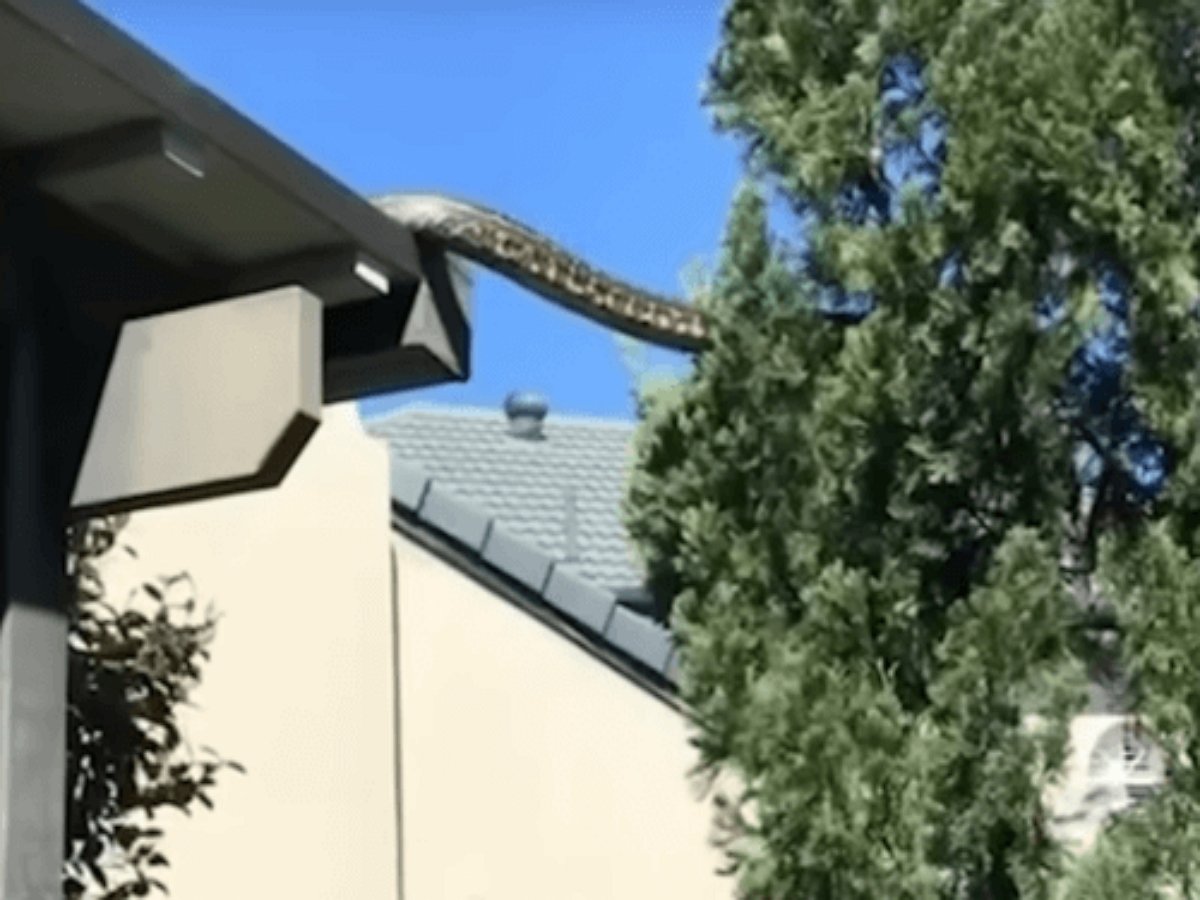 Очень медленный паркур наблюдали жители австралийского городка