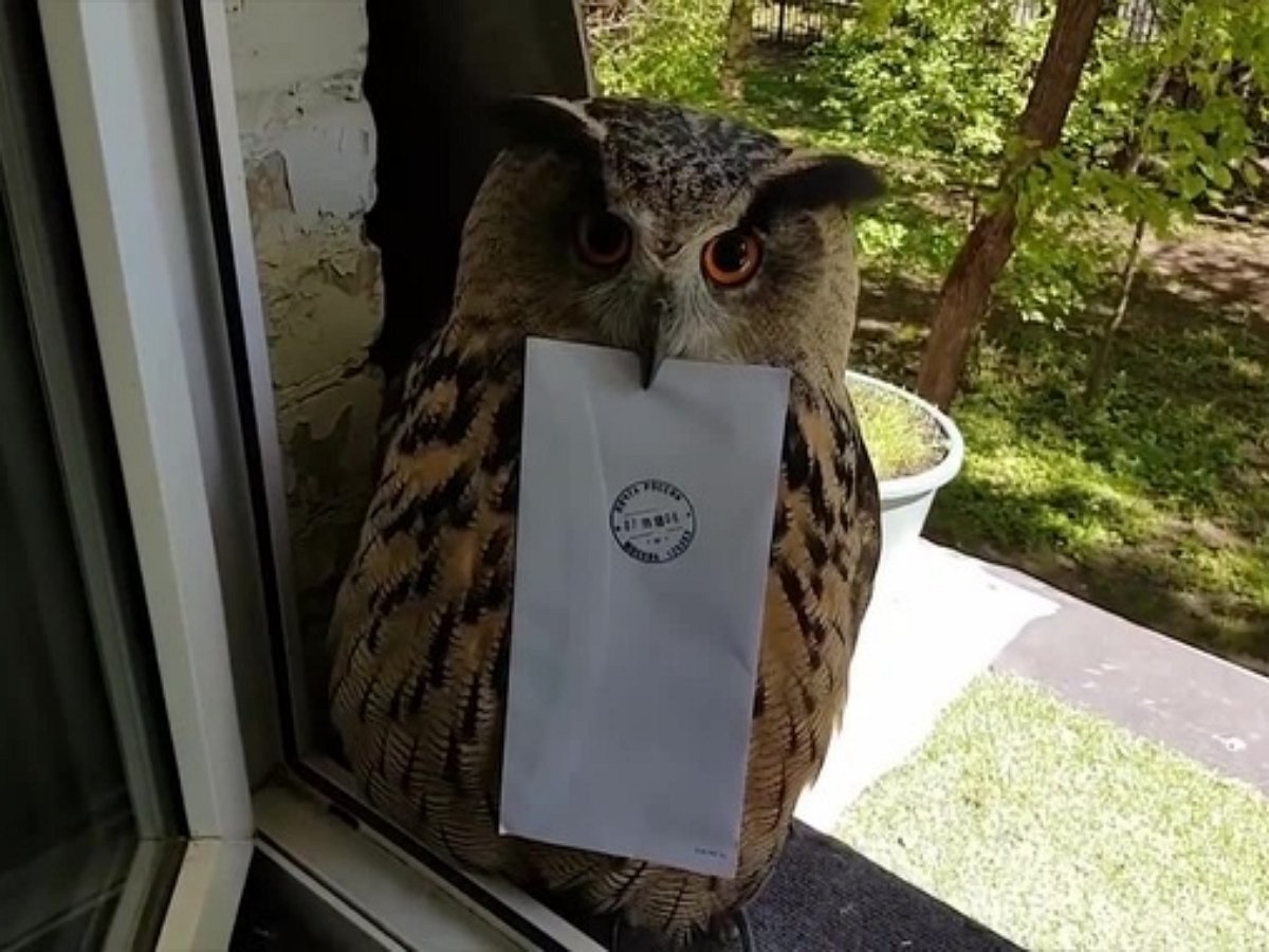 Каждый может получить письмо из Хогвартса