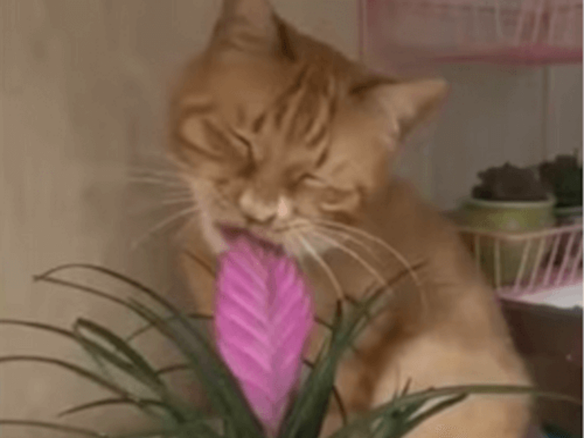 Этой кошачьей актрисе удалось провести своих хозяев