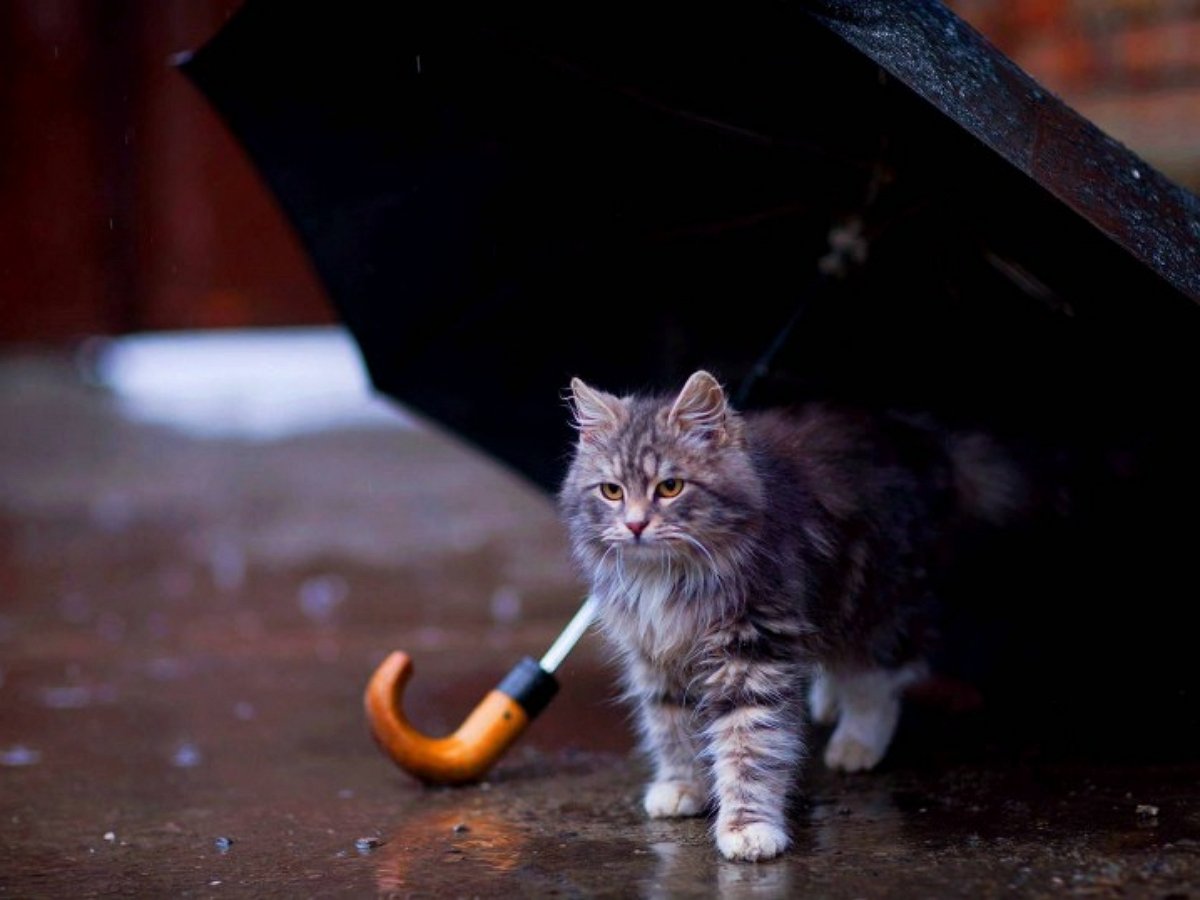 Находчивый кот гуляет под зонтом