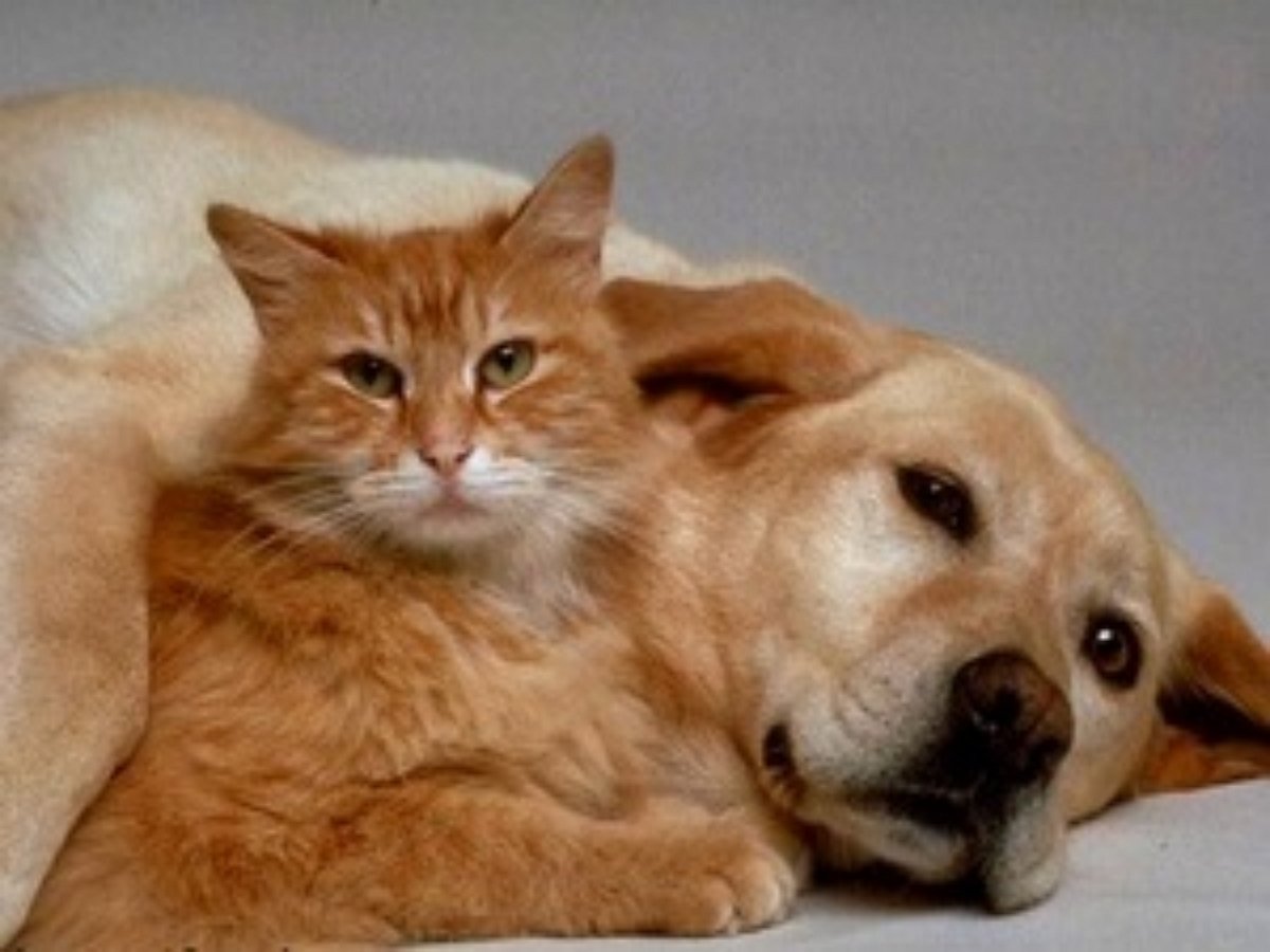 Кот ярко демонстрирует зрителю, кто здесь венец эволюции