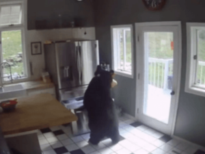 Медведь влез в дом за лазаньей