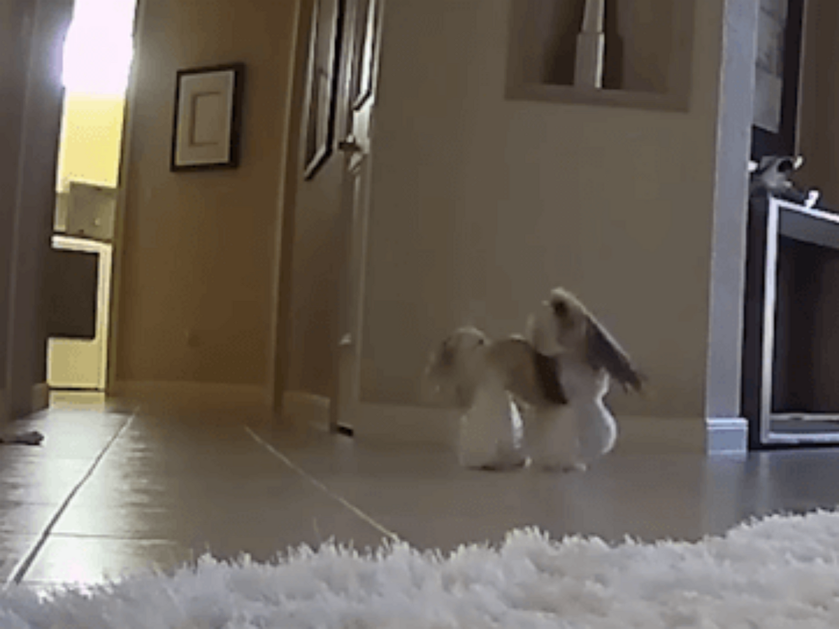 Телефонный звонок до смерти пугает собачку