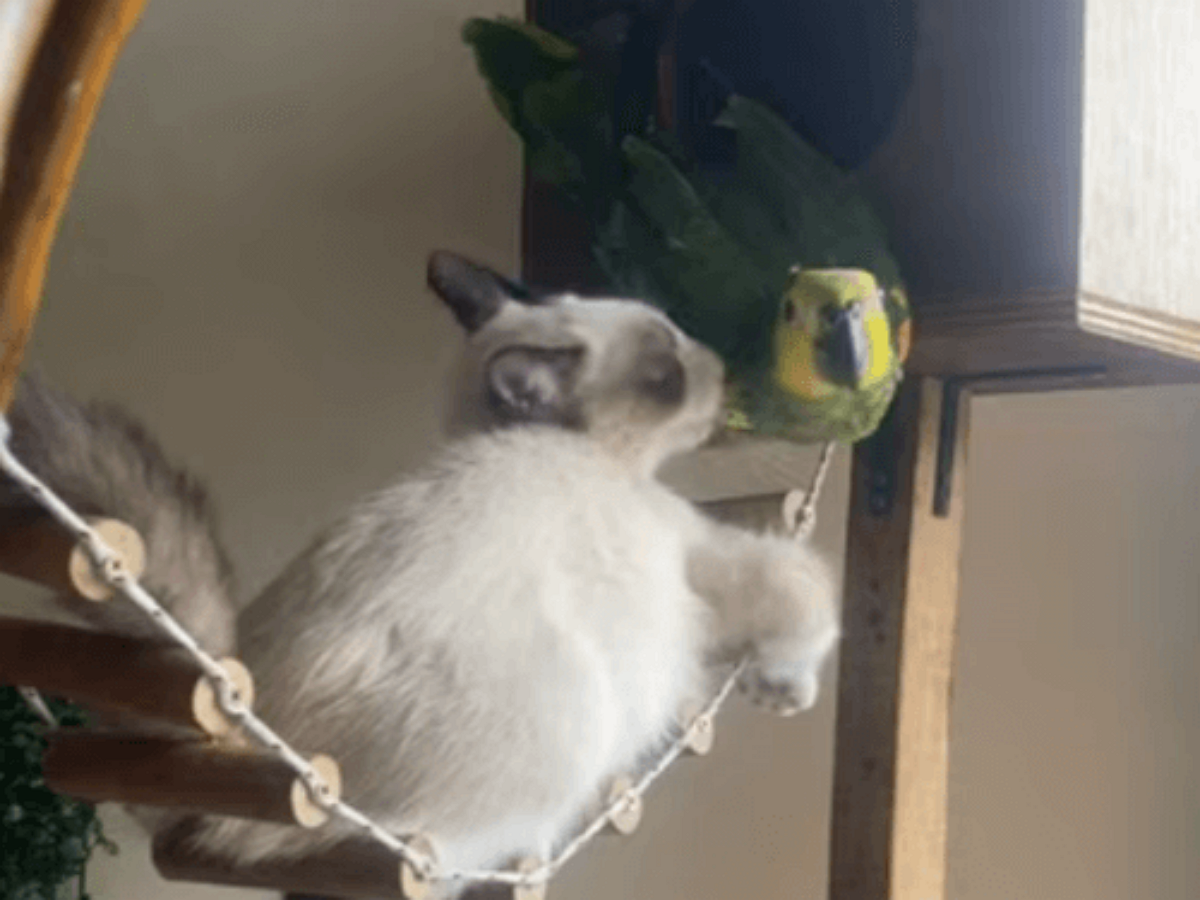 Попугай доигрался с кошкой, лишившись жилья