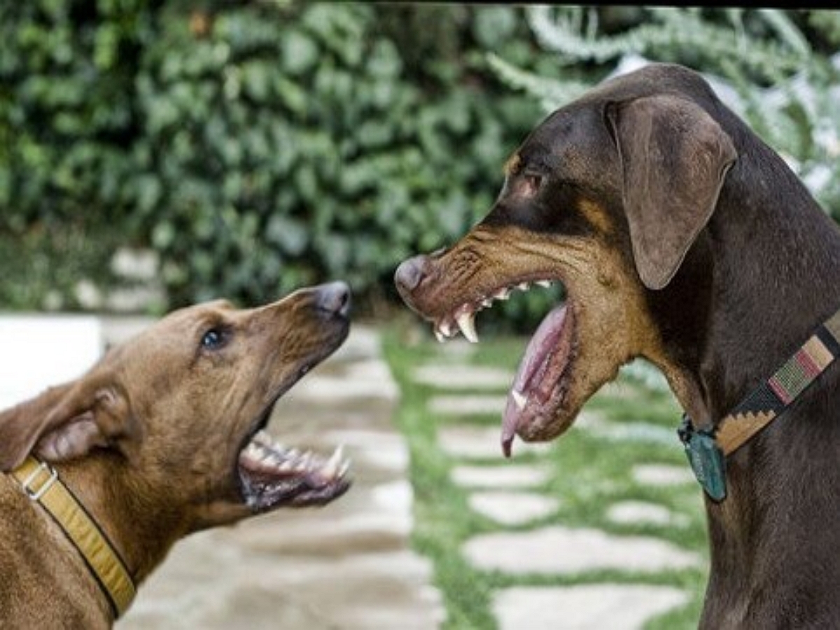 «Отстань!»: пес дал мощный отпор надоедливому дружку