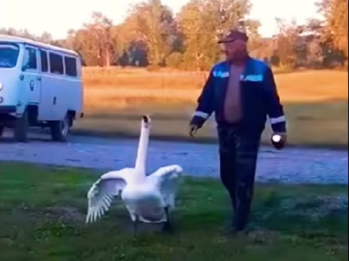 Гусь радостно встречает хозяина с работы