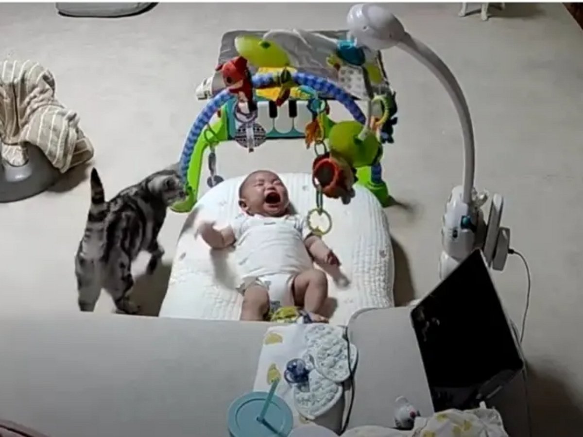 Пушистая нянька успокоила малыша не хуже матери