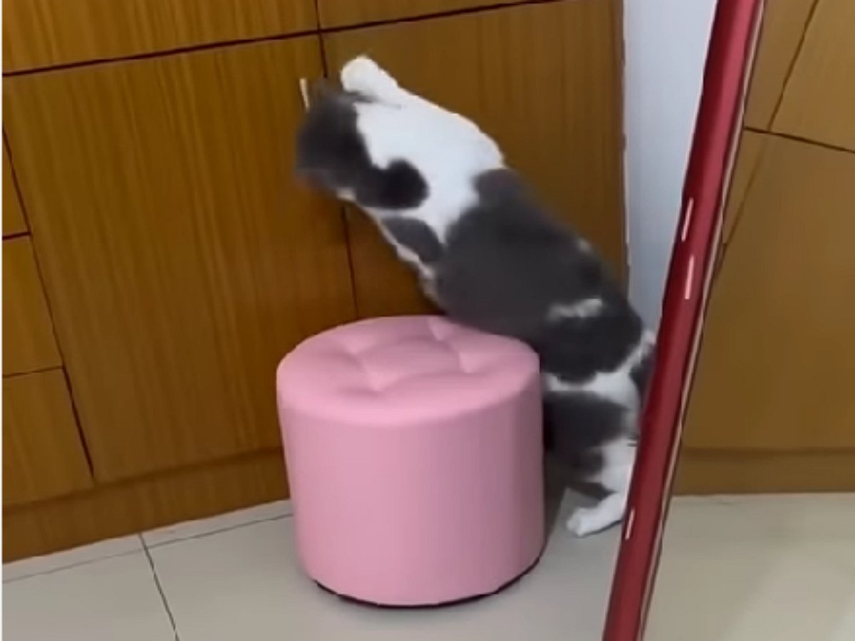 Реакция кота на незваных гостей бесподобна